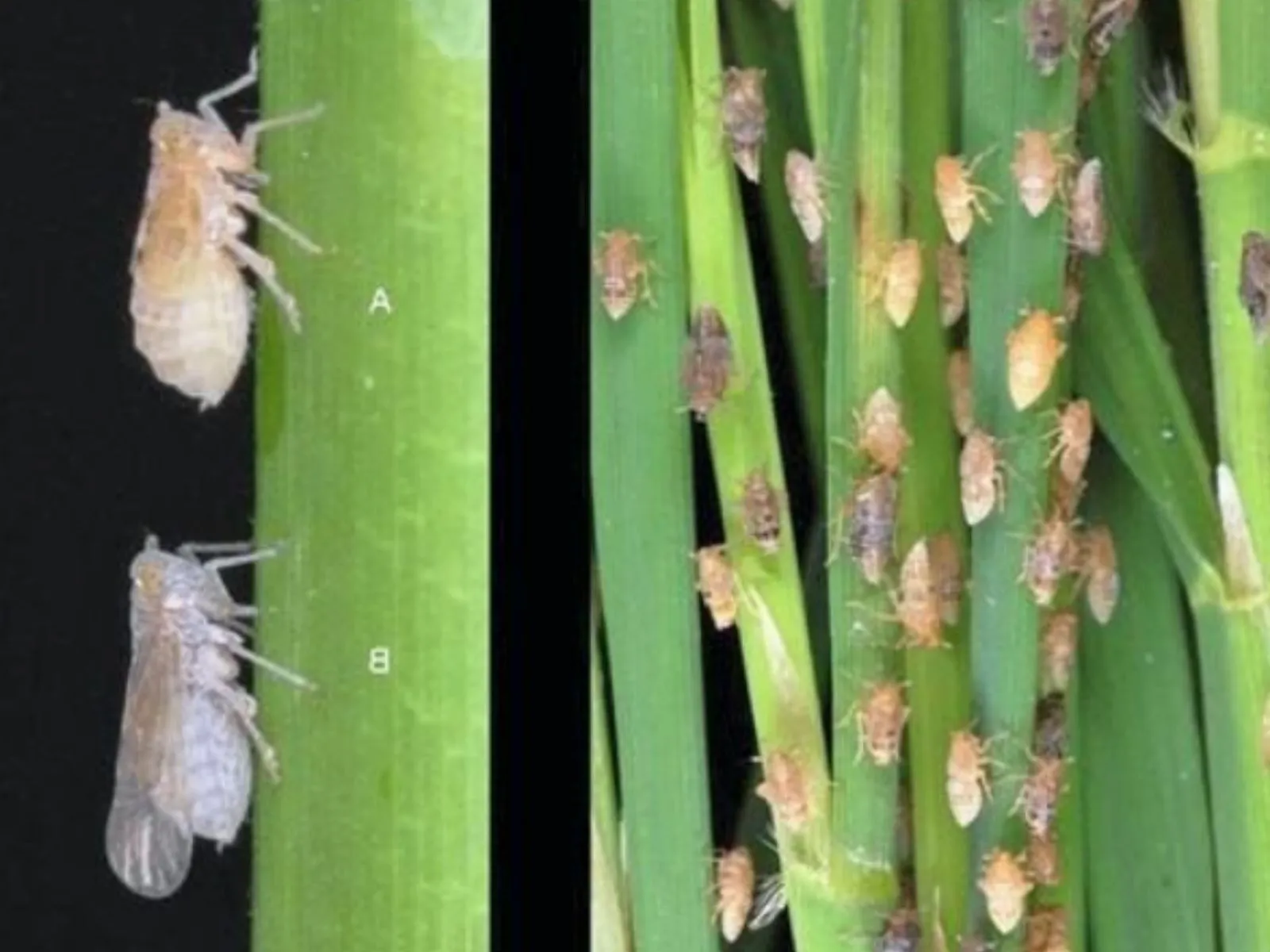 Brown planthopper