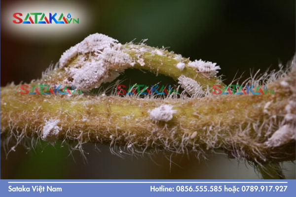 Đặc điểm sinh học của rệp sáp – Đối tượng khó tiêu diệt