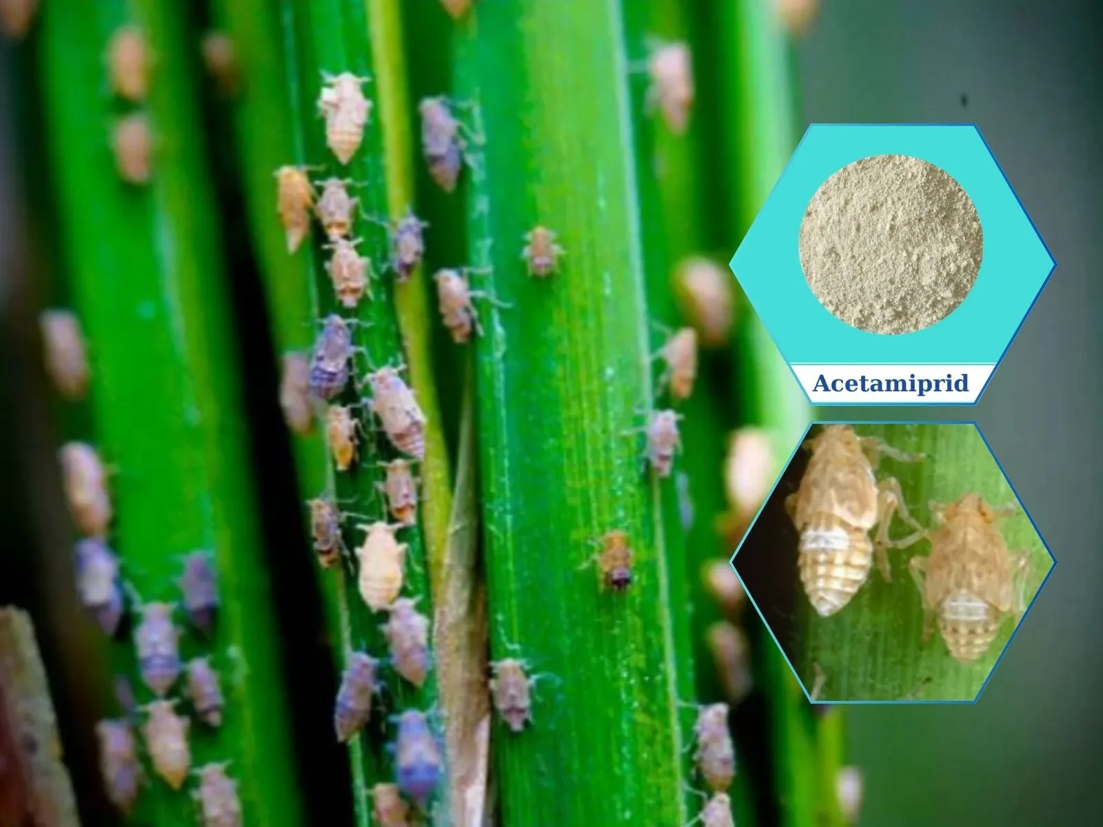 Acetamiprid ជួយការពារ aphids ពីការកើតឡើងវិញ។