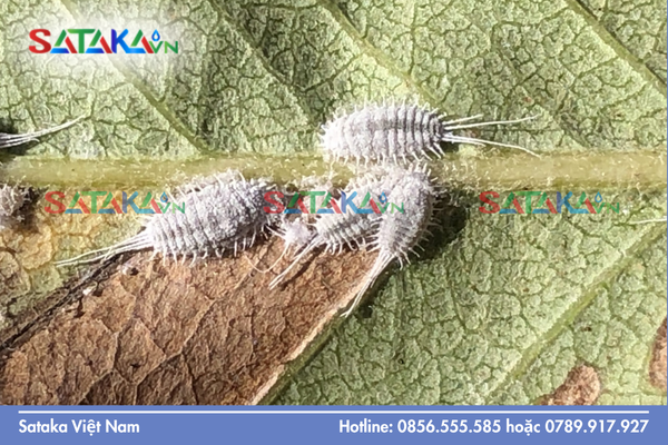 Sataka – Năng lực cung ứng hoạt chất quản lý rệp sáp hệ thống