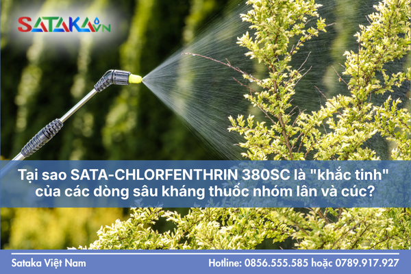 Tại sao SATA-CHLORFENTHRIN 380SC là "khắc tinh" của các dòng sâu kháng thuốc nhóm lân và cúc?