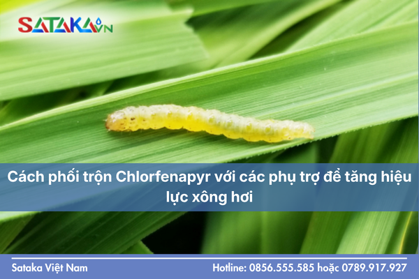 Cách phối trộn Chlorfenapyr với các phụ trợ để tăng hiệu lực xông hơi