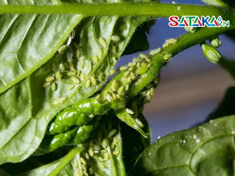 Harmful effects of leafhoppers on chili plants