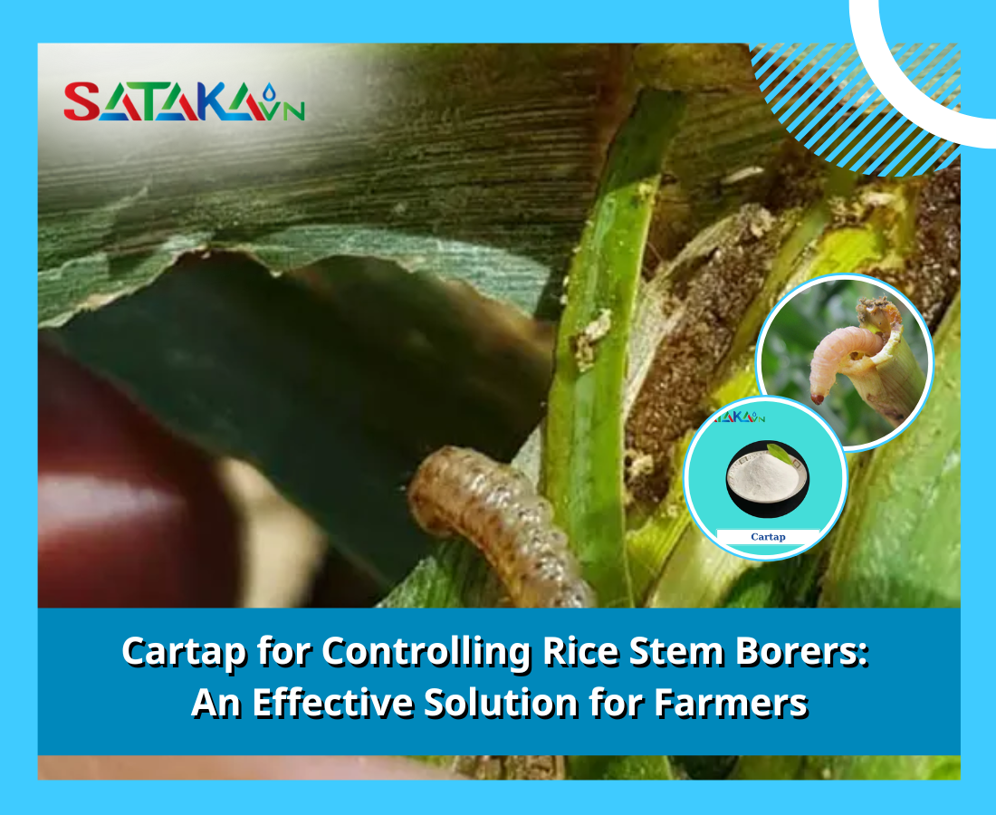 Cartap for Controlling Rice Stem Borers:  An Effective Solution for Farmers