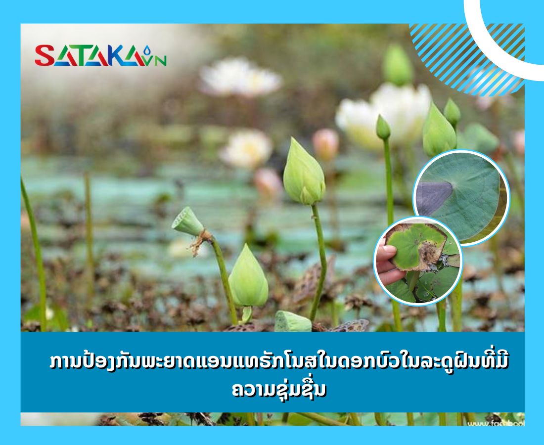 ການປ້ອງກັນພະຍາດແອນແທຣັກໂນສໃນດອກບົວໃນລະດູຝົນທີ່ມີຄວາມຊຸ່ມຊື່ນ