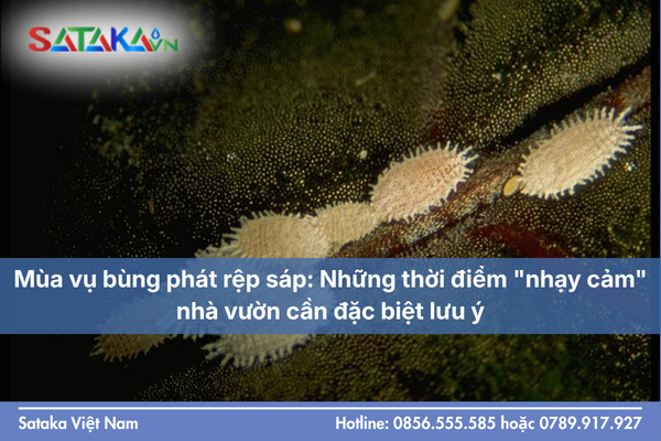 Mùa vụ bùng phát rệp sáp: Những thời điểm "nhạy cảm" nhà vườn cần đặc biệt lưu ý