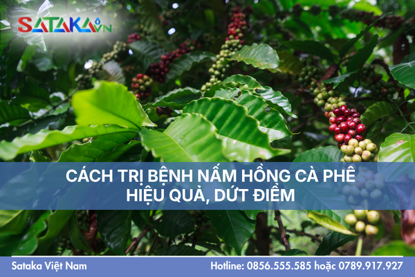 CÁCH TRỊ BỆNH NẤM HỒNG CÀ PHÊ HIỆU QUẢ, DỨT ĐIỂM