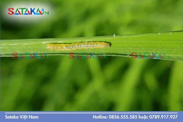 "Vũ khí" then chốt để xử lý quần thể sâu nhện đã nhờn thuốc