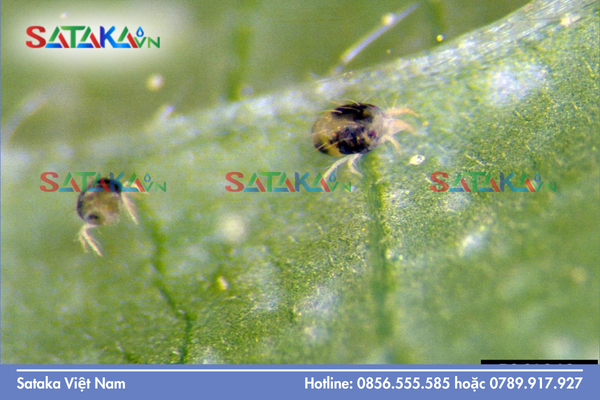 Câu hỏi thường gặp 