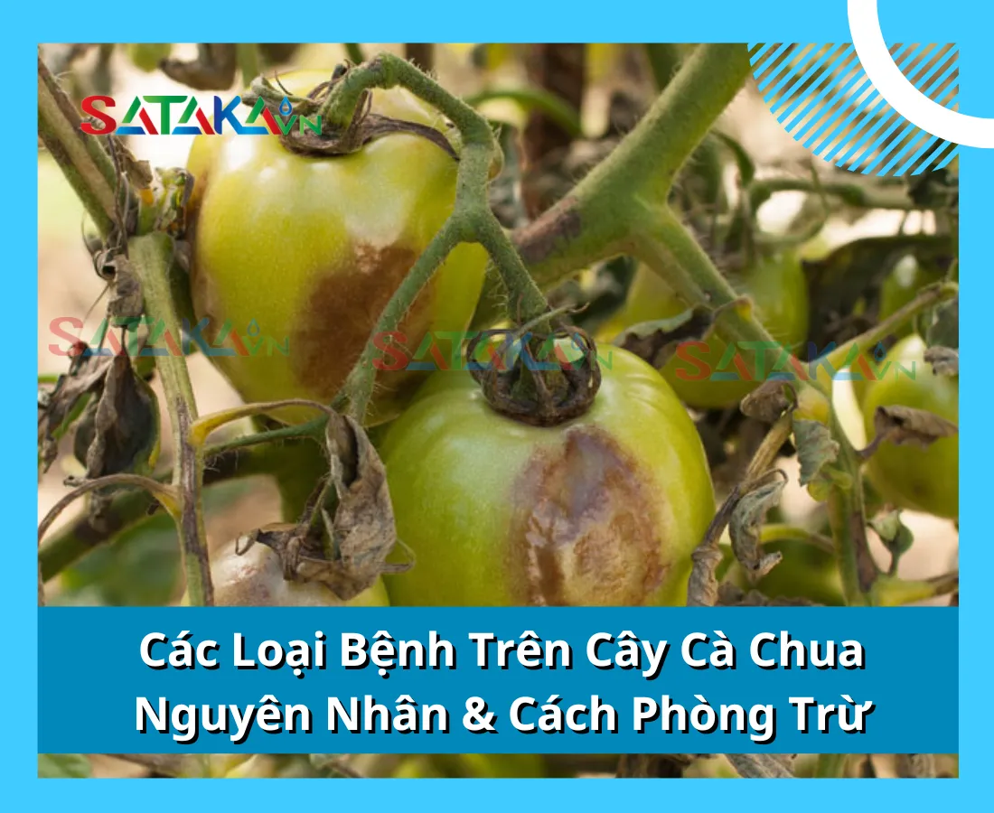 Các Loại Bệnh Trên Cây Cà Chua: Nguyên Nhân & Cách Phòng Trừ