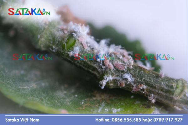 Sataka – Năng lực cung ứng hoạt chất đặc trị rệp sáp hệ thống