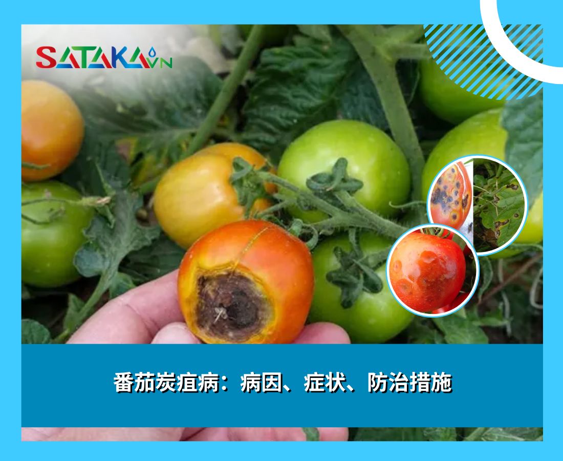 番茄炭疽病：病因、症状、防治措施