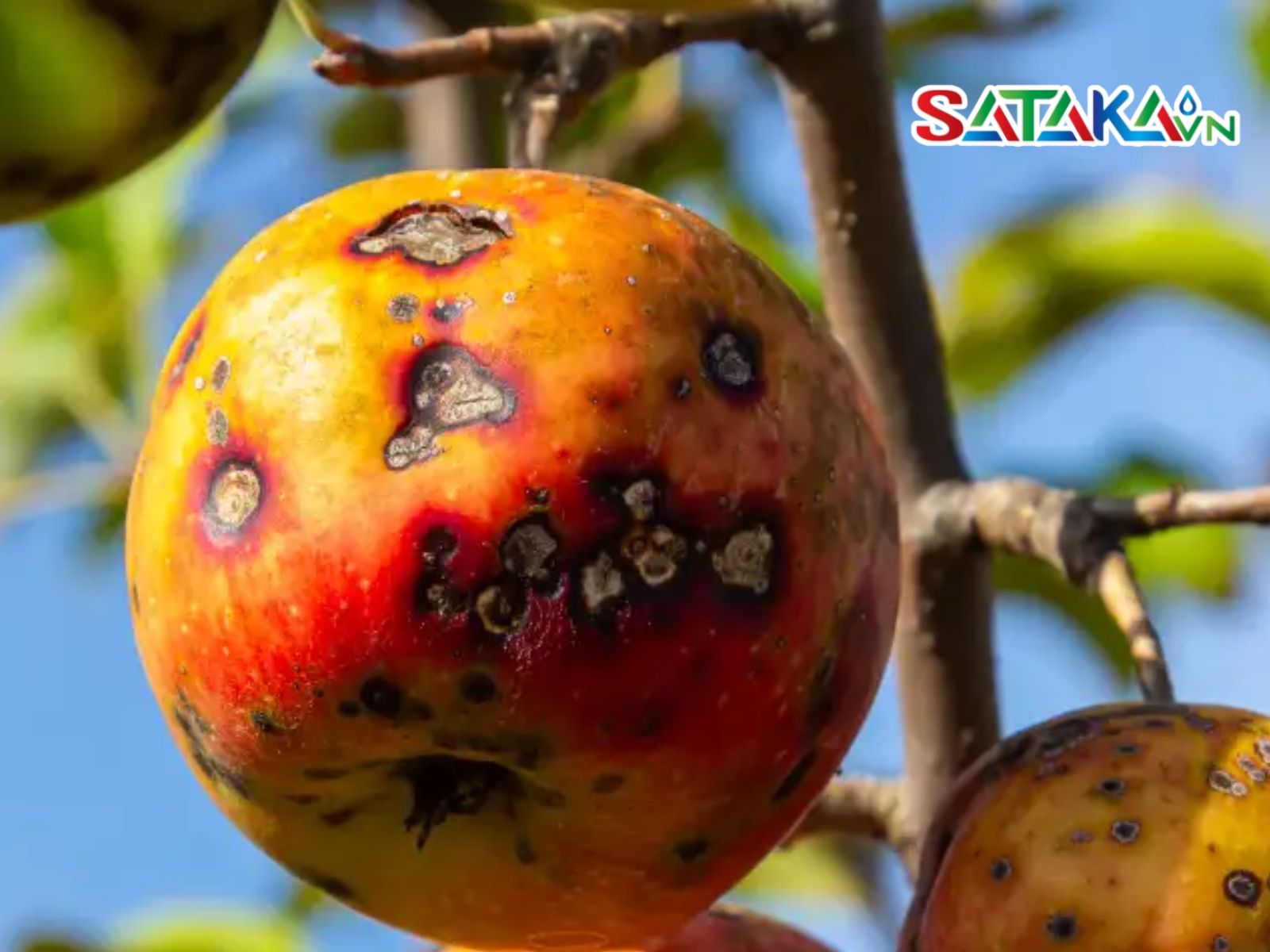 bệnh thán thư trên cây táo