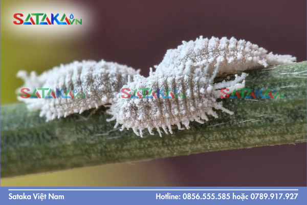 Câu hỏi thường gặp