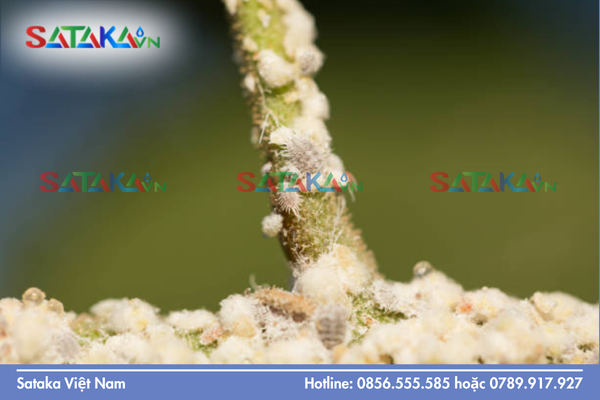 Rệp sáp là gì và tại sao cần phân biệt vị trí gây hại?