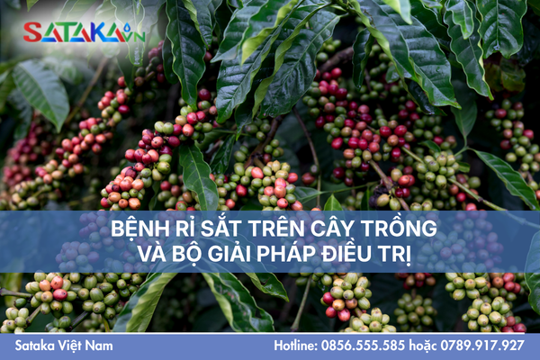 BỆNH RỈ SẮT TRÊN CÂY TRỒNG VÀ BỘ GIẢI PHÁP ĐIỀU TRỊ