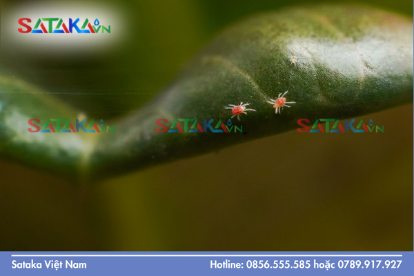 Đặc điểm thực chiến và ưu điểm của Hexythiazox