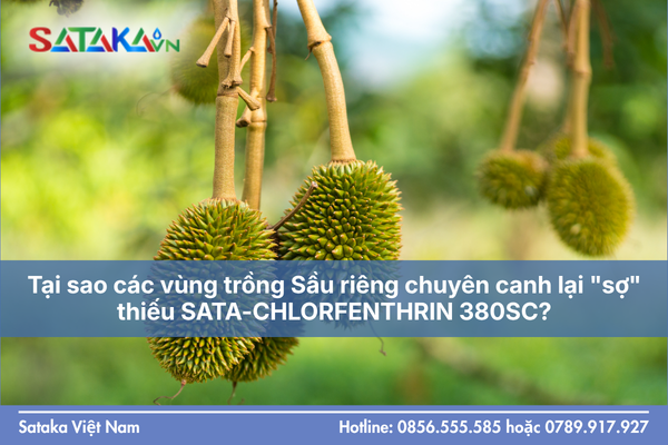Tại sao các vùng trồng Sầu riêng chuyên canh lại "sợ" thiếu SATA-CHLORFENTHRIN 380SC?