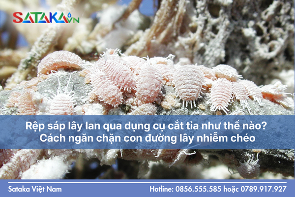 Rệp sáp lây lan qua dụng cụ cắt tỉa như thế nào? Cách ngăn chặn con đường lây nhiễm chéo