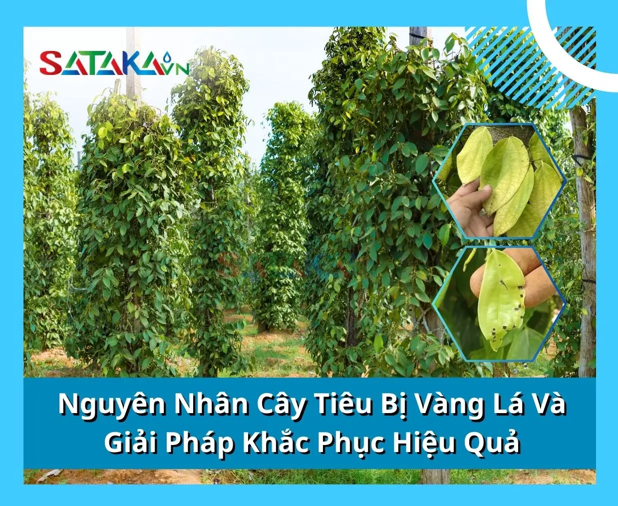 Nguyên Nhân Cây Tiêu Bị Vàng Lá Và Giải Pháp Khắc Phục Hiệu Quả