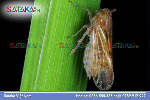 Khái niệm và đặc điểm nhận dạng rầy nâu