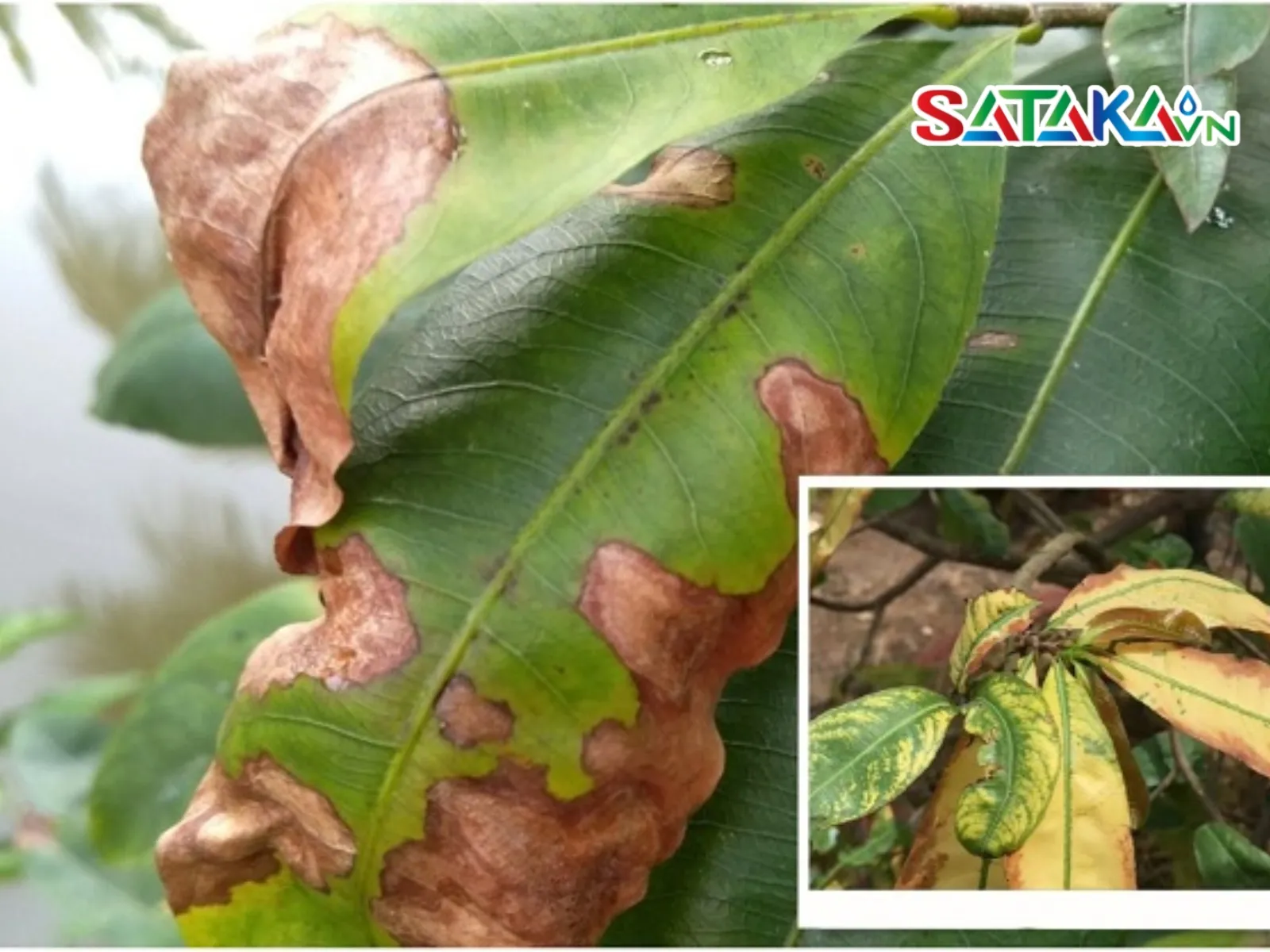 Conditions for leaf blight development