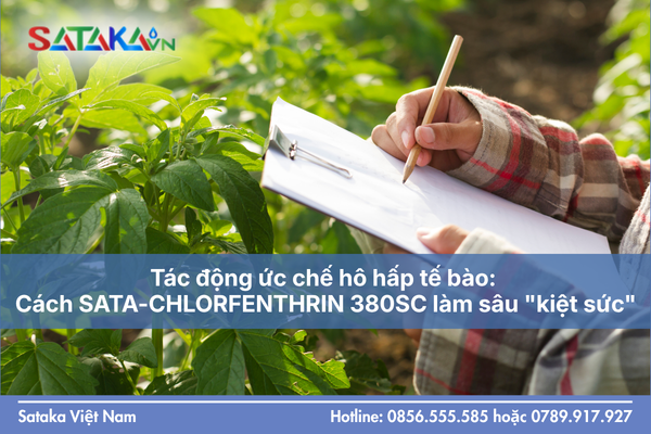 Tác động ức chế hô hấp tế bào: Cách SATA-CHLORFENTHRIN 380SC làm sâu "kiệt sức"