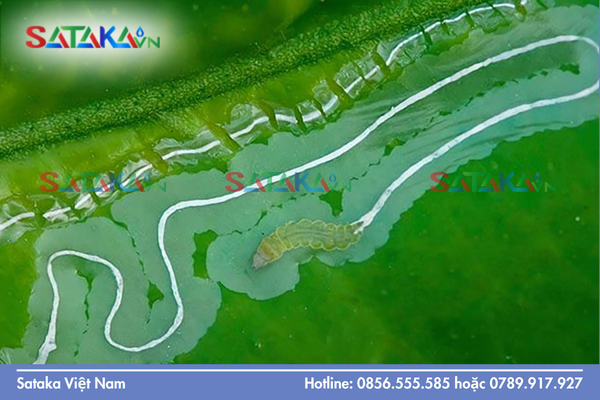 Hiệu quả bám dính và khả năng thẩm thấu qua lớp sáp côn trùng