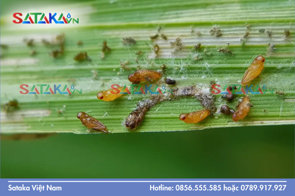 Câu hỏi thường gặp