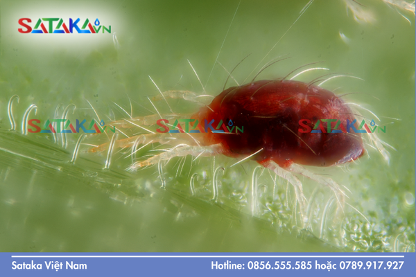 Chi tiết 4 giai đoạn vòng đời nhện đỏ 