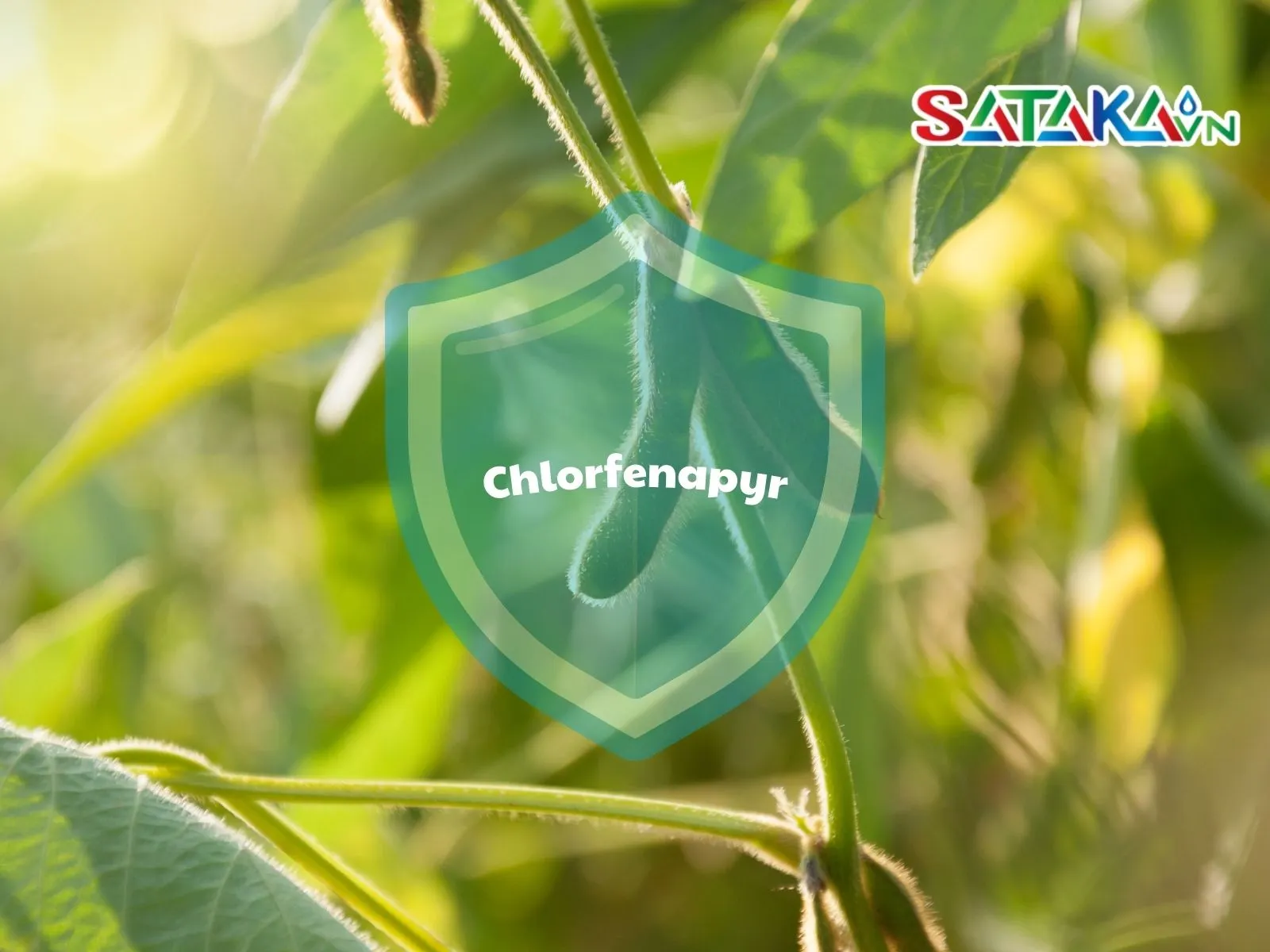 Chlorfenapyr protects soybean seeds from pests