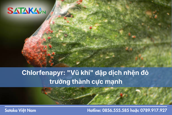 Chlorfenapyr: "Vũ khí" dập dịch nhện đỏ trưởng thành cực mạnh