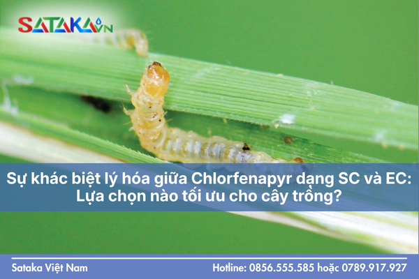Sự khác biệt lý hóa giữa Chlorfenapyr dạng SC và EC: Lựa chọn nào tối ưu cho cây trồng?