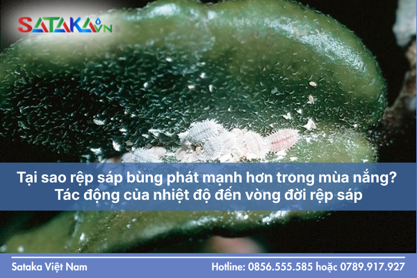 Tại sao rệp sáp bùng phát mạnh hơn trong mùa nắng? Tác động của nhiệt độ đến vòng đời rệp sáp