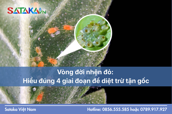 Hexythiazox là gì? Hoạt chất vàng giúp "khóa" trứng nhện đỏ