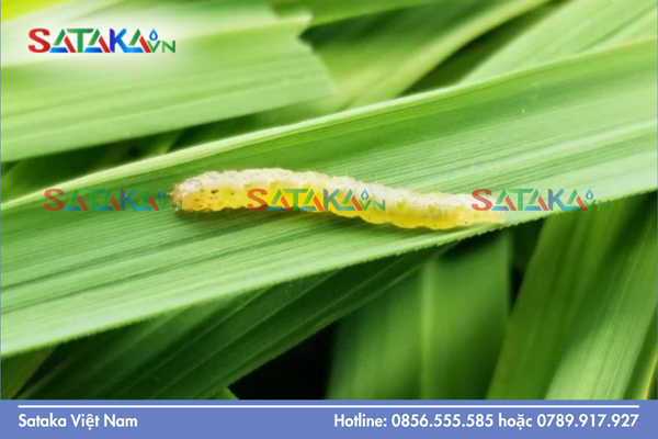 Câu hỏi thường gặp 