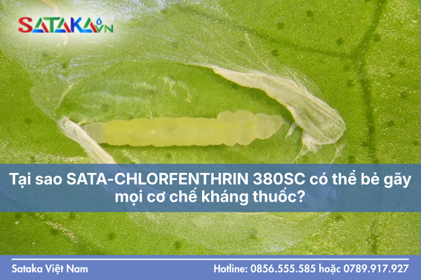 Tại sao SATA-CHLORFENTHRIN 380SC có thể bẻ gãy mọi cơ chế kháng thuốc?