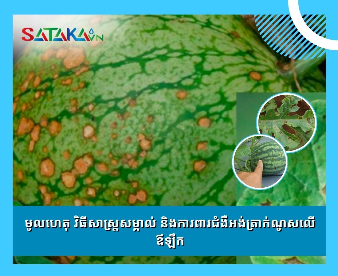 មូលហេតុ វិធីសាស្រ្តសម្គាល់ និងការពារជំងឺអង់ត្រាក់ណូសលើឪឡឹក