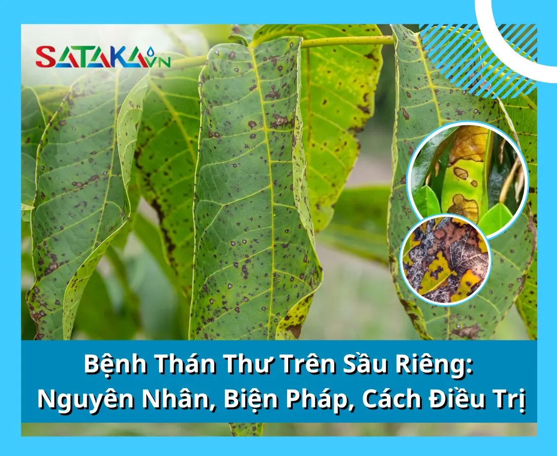 Bệnh Thán Thư Trên Sầu Riêng: Nguyên Nhân, Biện Pháp, Cách Điều Trị