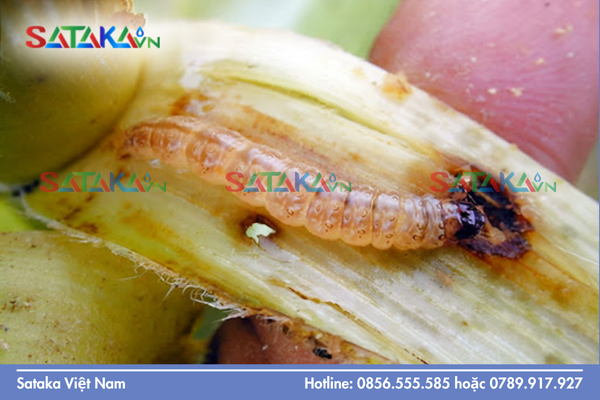 Câu hỏi thường gặp (FAQ)