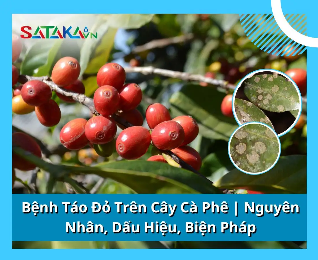 Bệnh Táo Đỏ Trên Cây Cà Phê | Nguyên Nhân, Dấu Hiệu, Biện Pháp