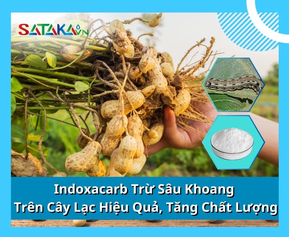 Indoxacarb Trừ Sâu Khoang Hiệu Quả, Tăng Chất Lượng Hạt Lạc