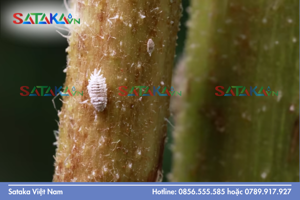 Các nhóm hoạt chất "xương sống" trong phác đồ trị rệp sáp rễ sầu riêng