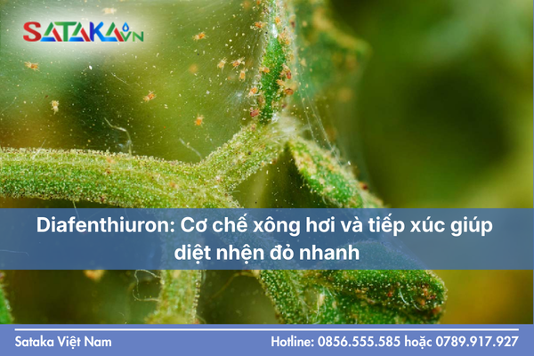 Diafenthiuron: Cơ chế xông hơi và tiếp xúc giúp diệt nhện đỏ nhanh
