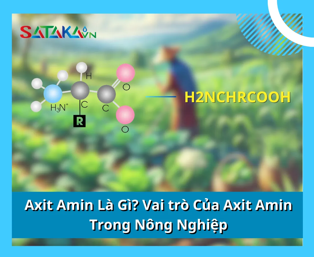 Axit Amin Là Gì? Vai trò Của Axit Amin Trong Nông Nghiệp