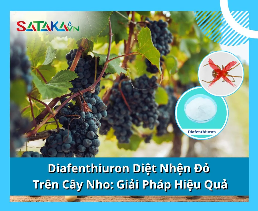 Diafenthiuron Diệt Nhện Đỏ Trên Cây Nho: Giải Pháp Hiệu Quả và An Toàn