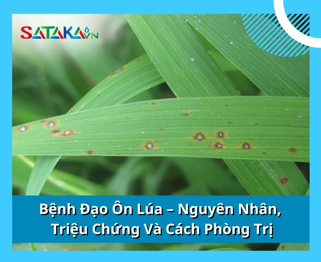 Bệnh Đạo Ôn Lúa – Nguyên Nhân, Triệu Chứng Và Cách Phòng Trị