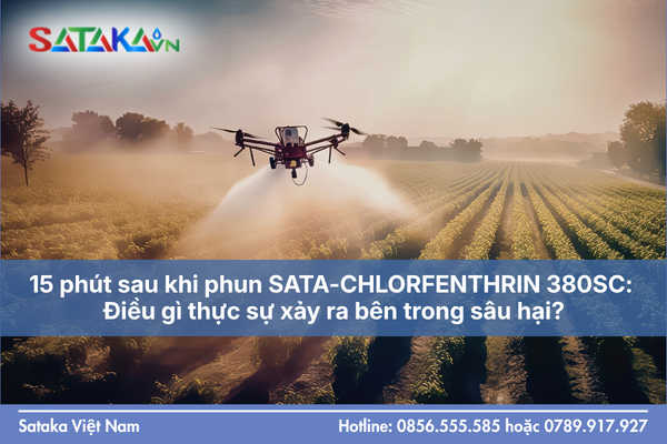 15 phút sau khi phun SATA-CHLORFENTHRIN 380SC: Điều gì thực sự xảy ra bên trong sâu hại?