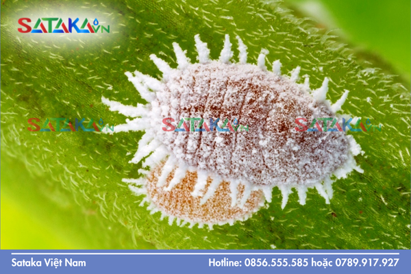 Rệp sáp là gì và tập tính gây hại trong mùa khô