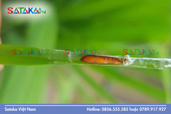 Quá trình "Bẫy" enzyme: Sâu hại tự tiêu diệt chính mình